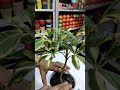 Saplera Plant for Indoor #youtubeshorts#reels #trending #viral#plant #gardening