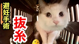 愛猫は避妊手術から7日目の抜糸でした