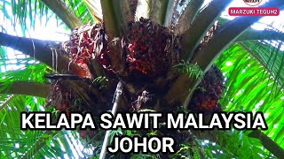 panen buah kelapa sawit yang menakjubkan