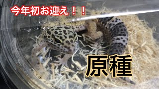 【お迎え】レオパの原種を飼いはじめます！