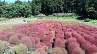 大変だぁ　伊賀野の花畑がもう赤くなっちゃった