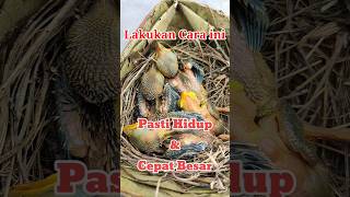 perawatan anakan burung cendet supaya tidak mudah mati