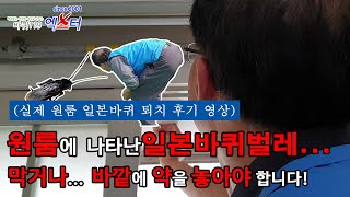 [원룸 바퀴벌레 퇴치] 일본바퀴벌레 퇴치 실제로 어떻게 할까? -막는작업, 실외 서식지에 약 투약-