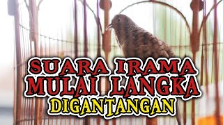 PERKUTUT lokal GACOR irama MULAI langka PAKEM mataram ASLI