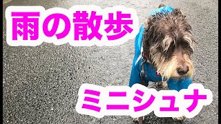 雨の散歩　ミニチュアシュナウザー