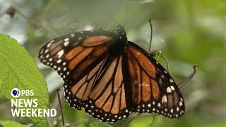 Scientists use new technology to track individual monarch butterfly migrations