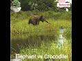 Elephant vs Crocodile #elephant #crocodile #video #viral #trending #shorts #wildlife #wildanimals