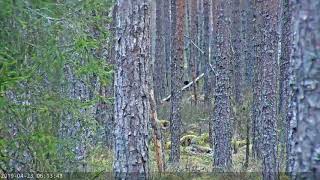 Metsis Estonia 2019 04 23 Three Capercaillie 6:13