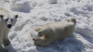 Adorable polar bears cool down as temperatures soar