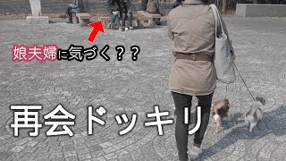 再会ドッキリ/モニタリング】お散歩中に一か月以上会っていなかった娘夫婦がいたら犬は気づくのか？？