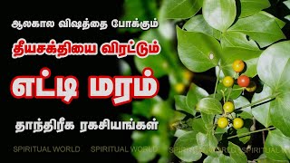 தீய சக்திகளை நொடிப்பொழுதில் விரட்டும் எட்டிமரம் | தாந்திரீக ரகசியங்கள் | Spiritual World Tamil