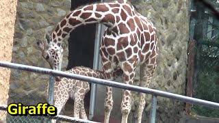 キリンの赤ちゃんが可愛い♥ Cute giraffe baby and big family 【Cute animal baby videos】【多摩動物公園】