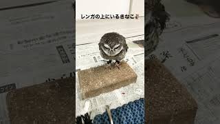 レンガの上でもぶるぶる🦉 #animal #cute #owl #アニマル #インドコキンメフクロウ #かわいい動物 #きなこ #フクロウ #フクロウのいる暮らし #フクロウのいる生活