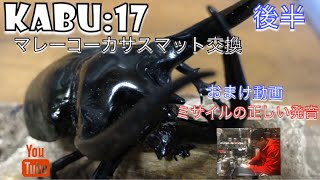 カブトムシ【マレーコーカサス】マット交換