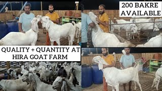 200 Bakre Best for Bakra Eid 2023 available At Hira goat farm, near Panvel. #khassibakre