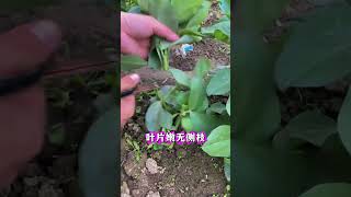 蚕豆冬前旺长如何正确打顶才能有效控制旺长 #农业种植 #蚕豆种植 #蚕豆种植方法 #种植小技巧