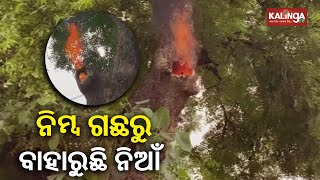 Locals Stunned As Continuous Fire Form A Neem Tree Without Burning The Wood In Angul || KalingaTV