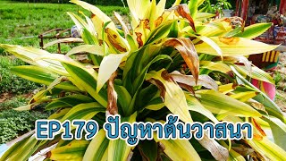 EP179 คลินิกเกษตร ปัญหาต้นวาสนา