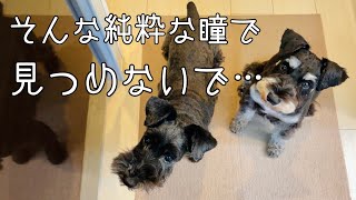 【一人暮らしの多頭飼い】ミニチュアシュナウザーたちの見つめる先にあるものは？