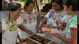 The Melipona Bee Project: Interview w Founder Virgilio Gomez Morales