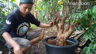 CARA TANAM BONSAI LOA SUPER JUMBO @MANGBONBONSAI.