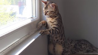 Bengal Cats Continue To Attack Wasp Even After Getting Stung