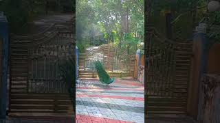 രാവിലെ വീടിനു മുറ്റത് മയിൽ വന്നപ്പോൾ 😳#shorts #peacock #shortvideo #viral #kerala #ytshorts