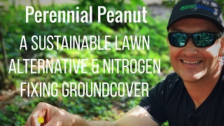 PERENNIAL PEANUT: Nitrogen-Fixing Ground Cover \u0026 Lawn Alternative