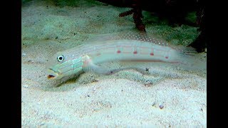 サザナミハゼ　Longfinned goby　Valenciennea longipinnis