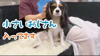 【キャバリアという犬】たまの散歩は10Km歩く愛犬うに(2歳4ヶ月)