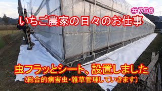 虫フラッとシート、設置しました（総合的病害虫・雑草管理していきます）　いちご農家の日々のお仕事　＃７５０