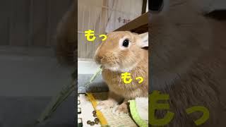 もくもく牧草を食すきなこ#うさぎ#ウサギ#rabbit#bunny