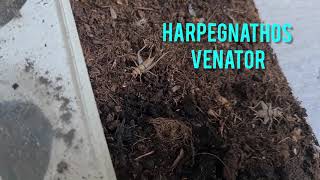 Harpegnathos venator colony