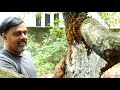 വൃക്ഷവൈദ്യം the tree doctor