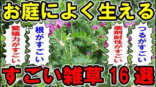 お庭によく生えるすごい雑草16選【お庭解説】