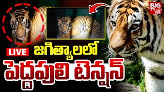 Tiger Tension | జగిత్యాలలో పెద్దపులి టెన్షన్‌ LIVE | Tiger Hulchal At Kondapur Jagtial | BIG TV