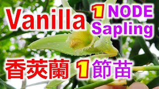 Vanilla 1 node sapling 香莢蘭(香荚兰/香草兰/香子兰)一節苗Vanila(Vanili)~Anak Pokok Satu Ruas【BEAN'S Channel】