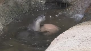 Dot The Otter Feeling Playful