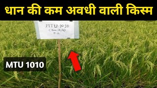 कम अवधी वाली धान की किस्म MTU 1010