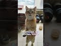 如何给猫咪洗澡？十步走！10 tips for bathing your cat 豆喵日记diary of bean cat