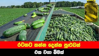 ගර්කින් වගා කරන්නෙ මෙහෙමයි