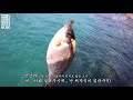 초보유튜버 바다낚시 컨텐츠 가서 생긴일 novice youtuber sea fishing samcheok south korea