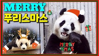 [ep.286] 우리의 영원한 아기산타 푸바오에게 전하는 크리스마스 메세지💌🎄💕ㅣ푸바오야, 널 만난건 우리에겐 기적이자 축복이야. 너의 판생을 온맘다해 응원해!