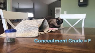 Siamese Cats - Suki Picks a Poor Hiding Place