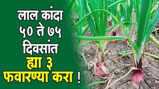 #लाल_कांदा - ५० ते ७५ दिवसांत ह्या ३ #फवारण्या करा !।#Doctor_Kisan#लागवड#रोपे#onion#प्याज़#बाजारभाव।