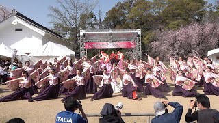 京炎そでふれ!華羅紅 @京都さくらよさこい(二条城会場) 2018-03-31T14:30