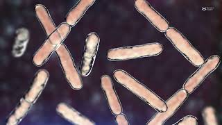 Microbial communities of the same origin develop unique plant-degrading performance