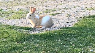 This baby rabbit looks busy!