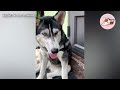 khoe mua được chú chó husky giÁ 500k ở chợ cô gái sỐc nẶng khi chứng kiến sự thật 😅 gâu Đần