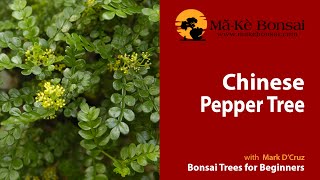 56) How to care for Chinese Pepper Bonsai, Zanthoxylum beecheyanum - Bonsai Trees for Beginners